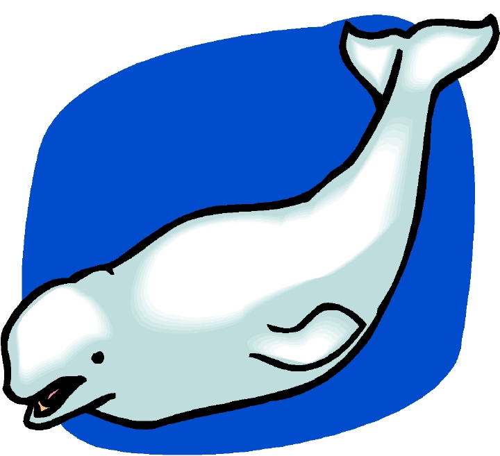 Collection beluga clipart.