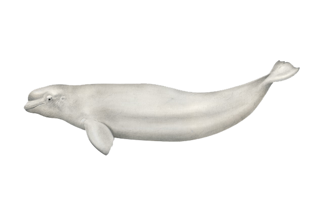 Beluga whale noaa.