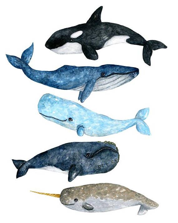 Watercolor whale watercolor.
