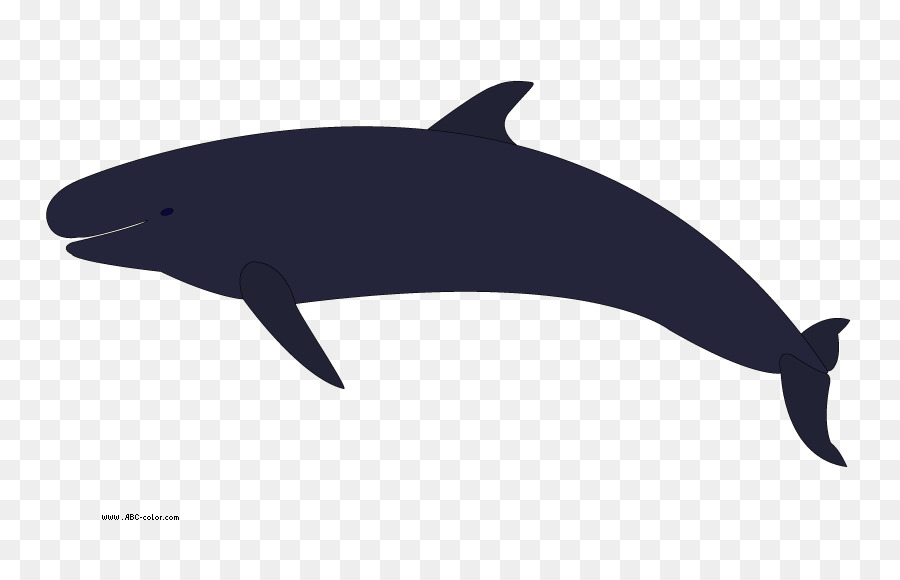 killer whale clipart cartoon