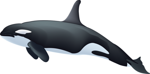 Whale PNG Images Transparent Free Download
