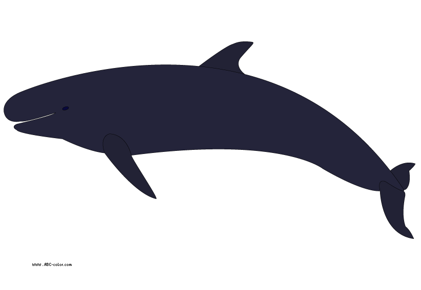 Orca clipart large.