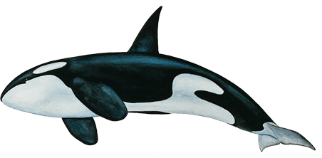 Whale png images.