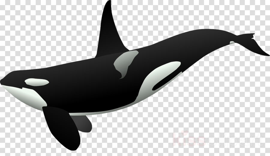 killer whale clipart drawing