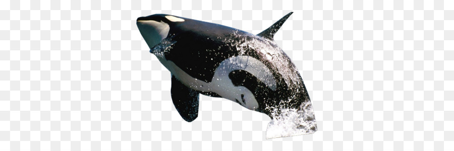 killer whale clipart jumping