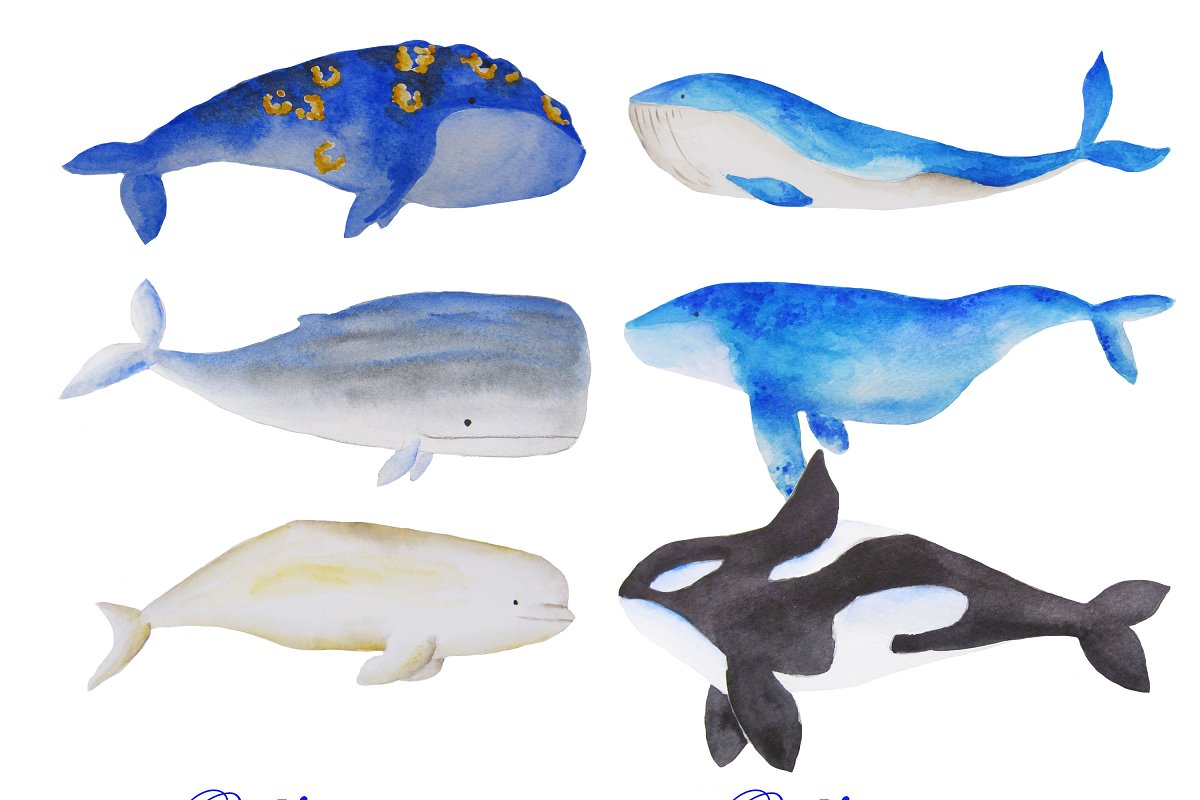 Watercolor whales clipart.