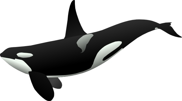 Orca clipart free download on WebStockReview