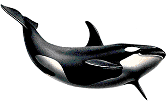 Free orca cliparts.