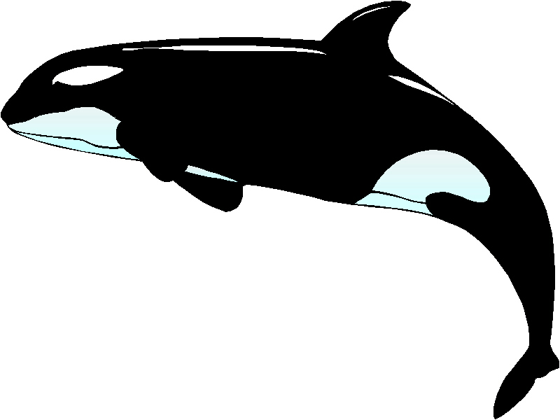 32 orca whale.
