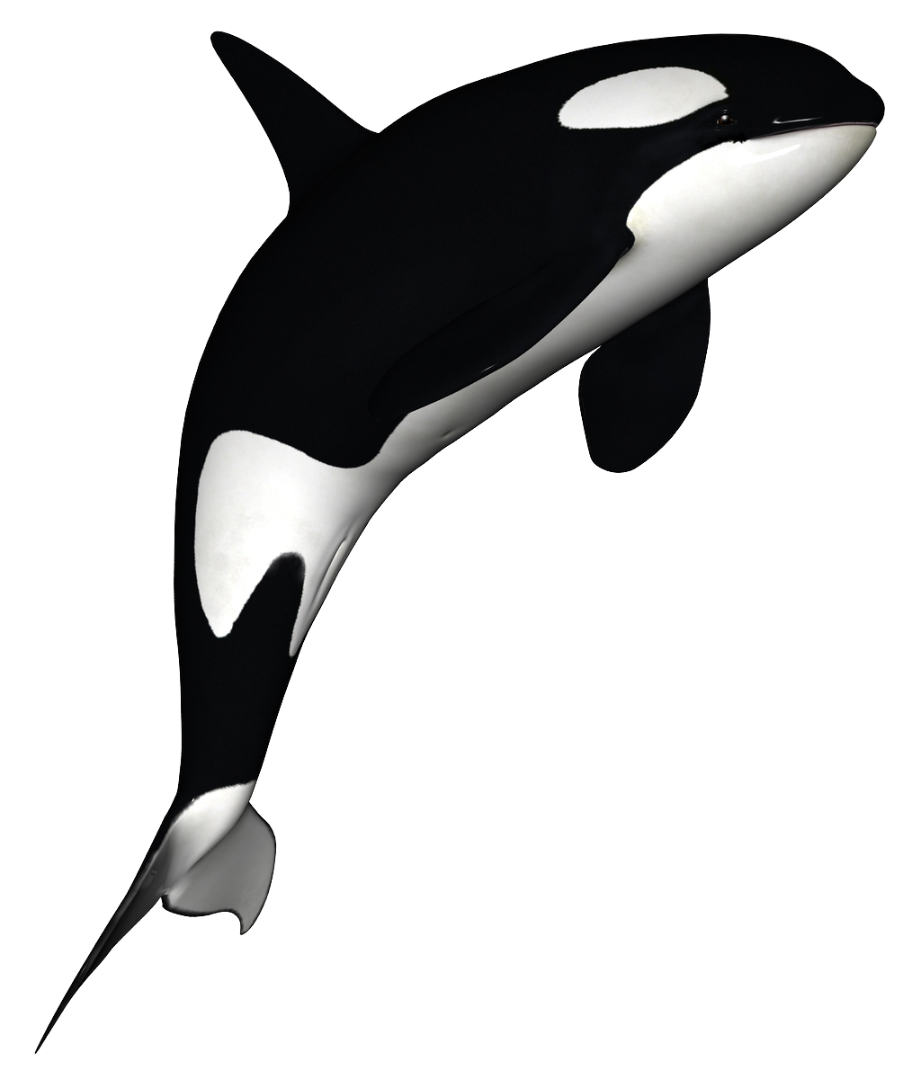 Orca Clipart