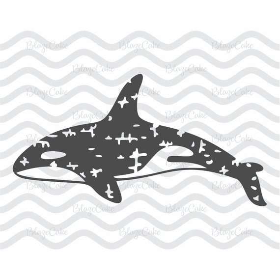 killer whale clipart orcinus orca