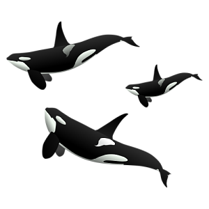 Orcinus Orca by wicket