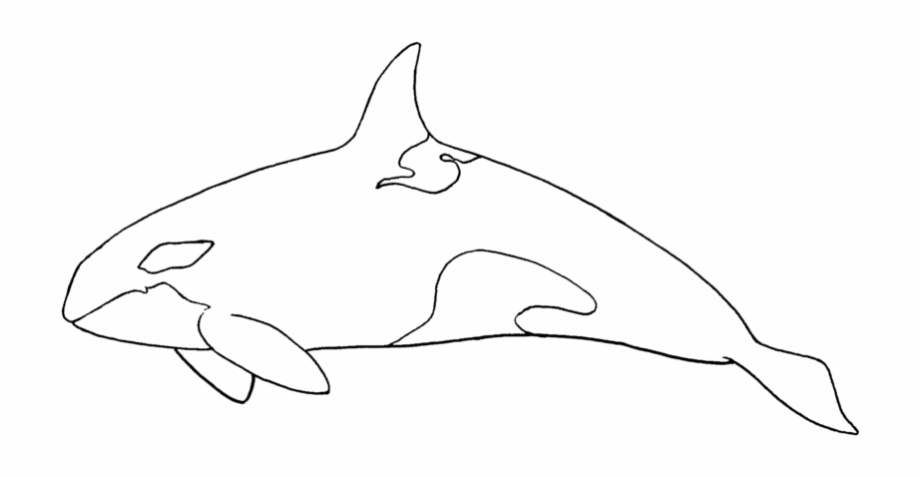Orca whale outline.