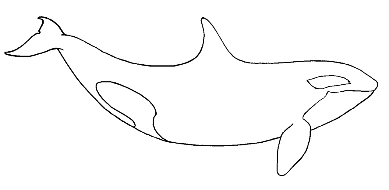 Orca clipart outline.