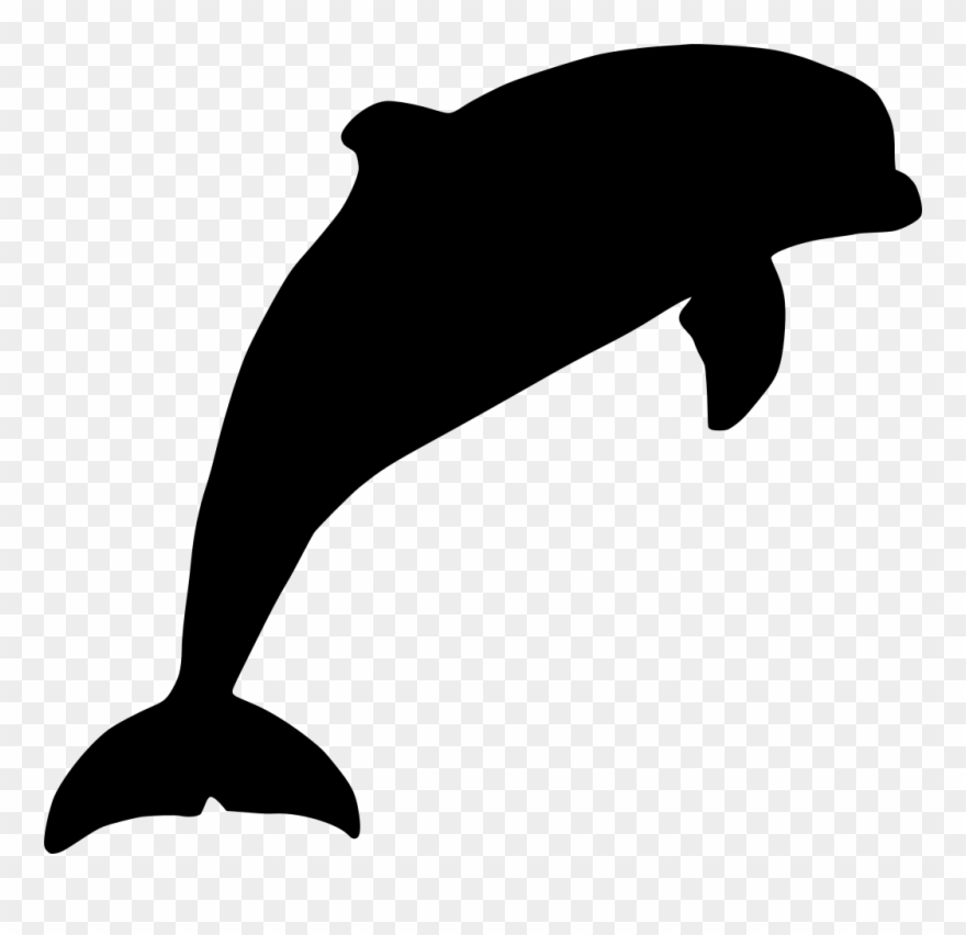 Marine mammalbottlenose dolphindolphincetaceafintucuxi.