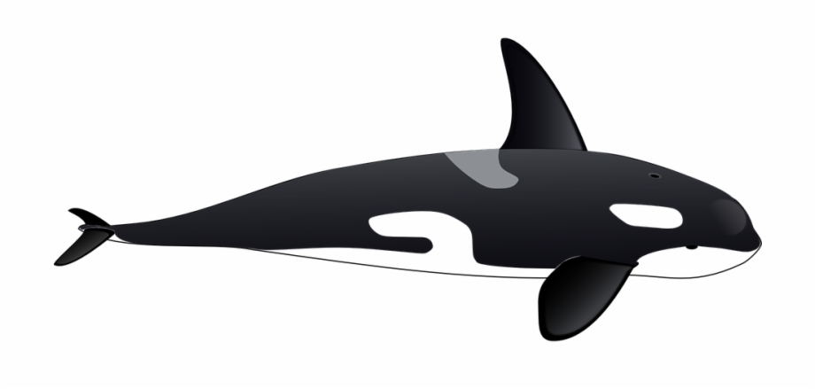 Whale png orca.