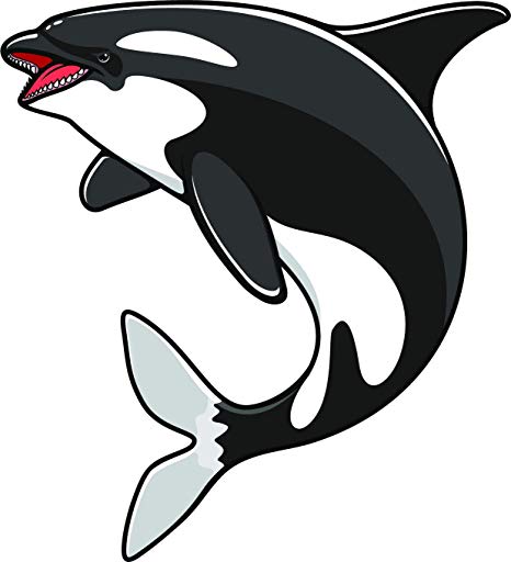 killer whale clipart simple