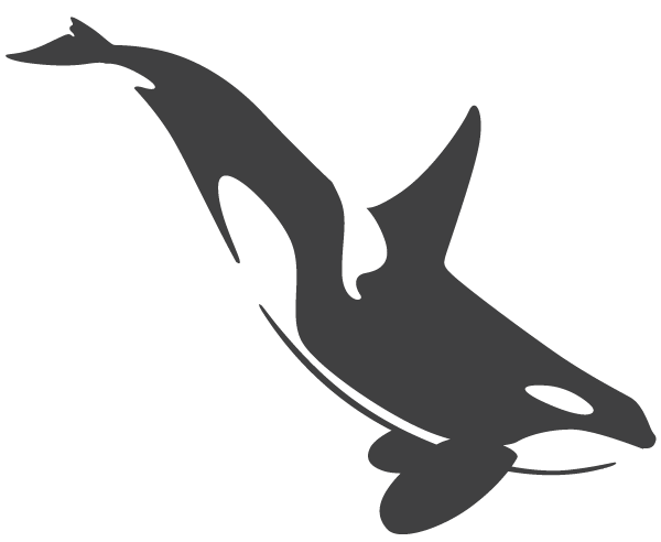 killer whale clipart sketch