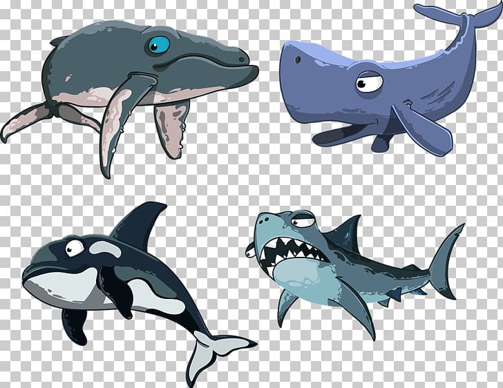 Common Bottlenose Dolphin Shark Sperm Whale Toothed Whale