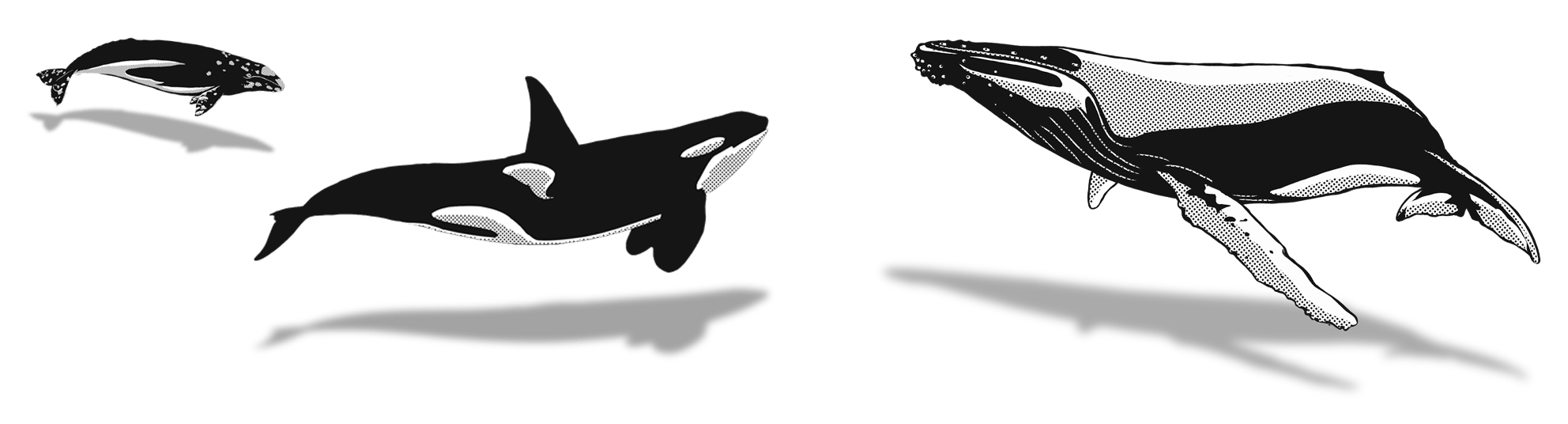 Orca clipart whale swimming, Orca whale swimming Transparent