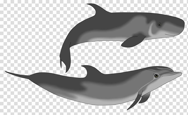 Common bottlenose dolphin.
