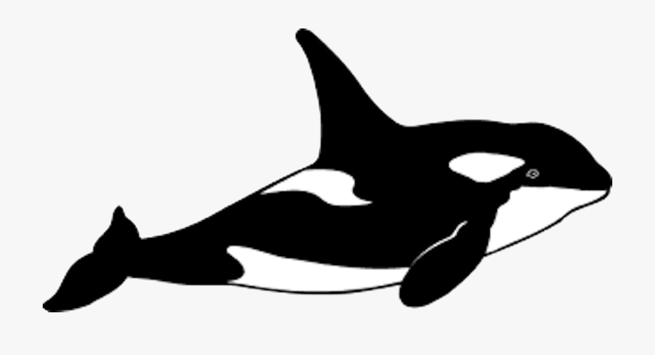 Calico fluttershys orca.