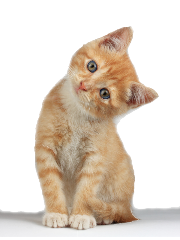 Kitten png images.