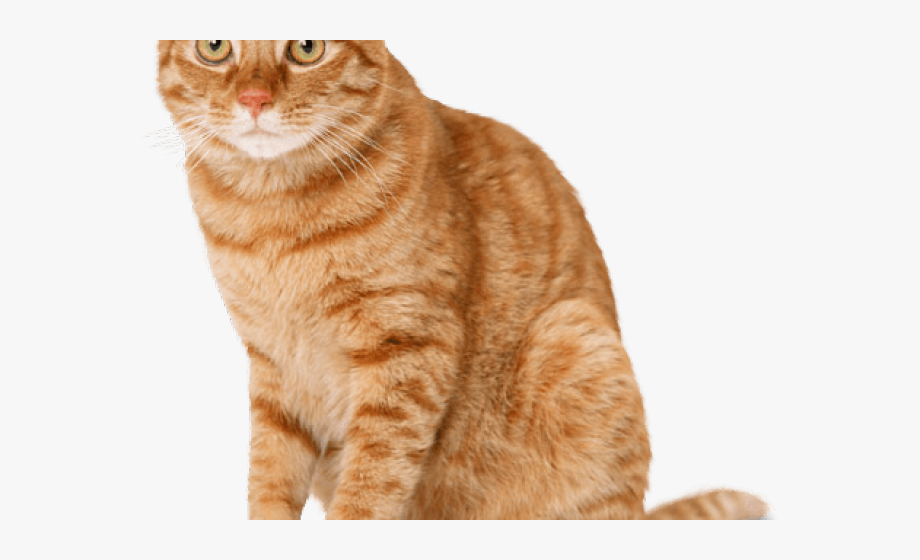 Tabby Cat Clipart Transparent Background