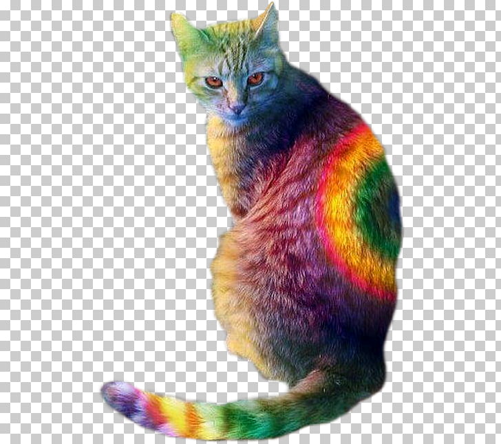 Kitten Cat Food Dog Rainbow, kitten PNG clipart
