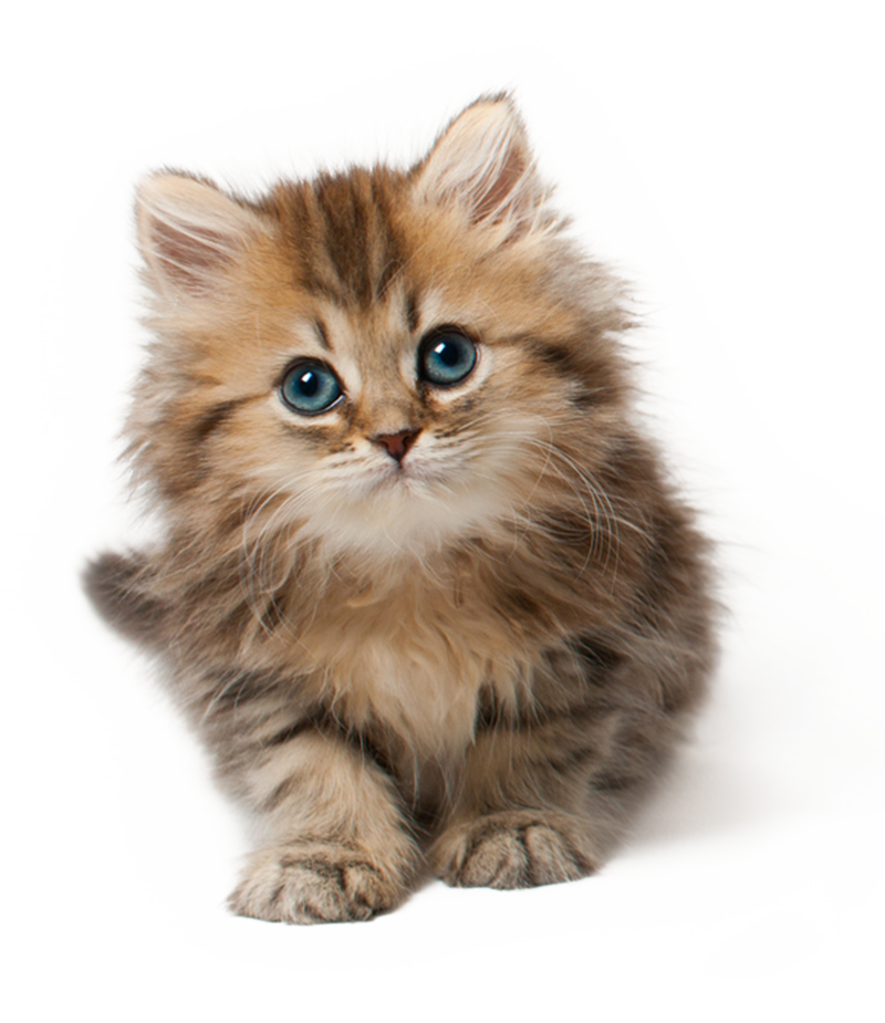 Kitten clipart realistic, Kitten realistic Transparent FREE