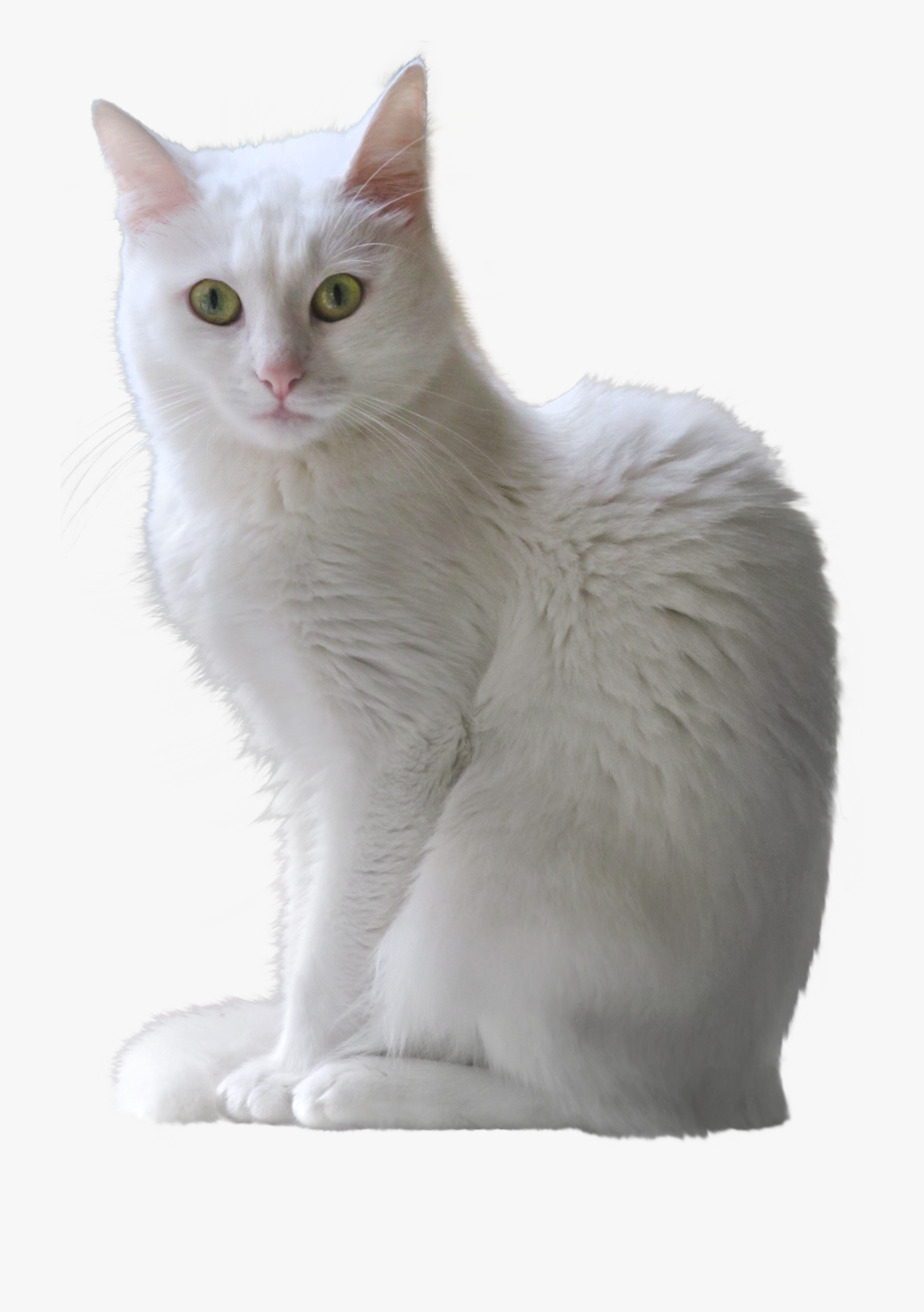 White kitten transparent.