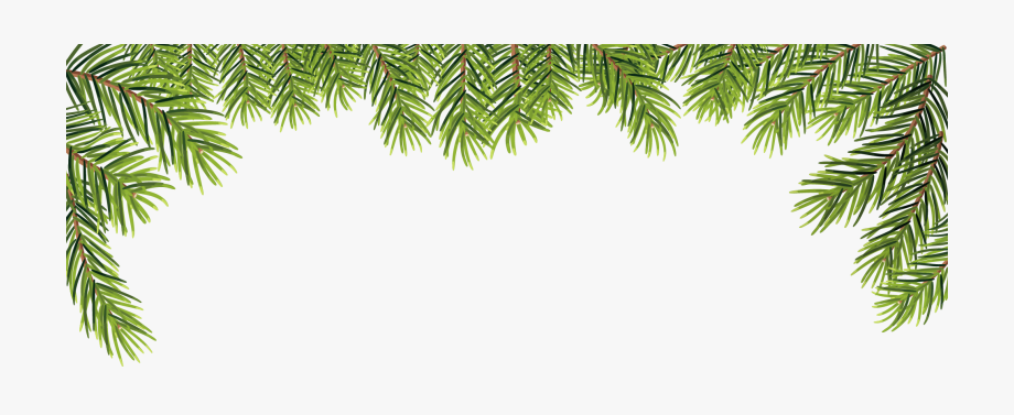 Leaves Transprent Png Free Download Evergreen Pine