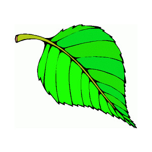 15 green leaf.