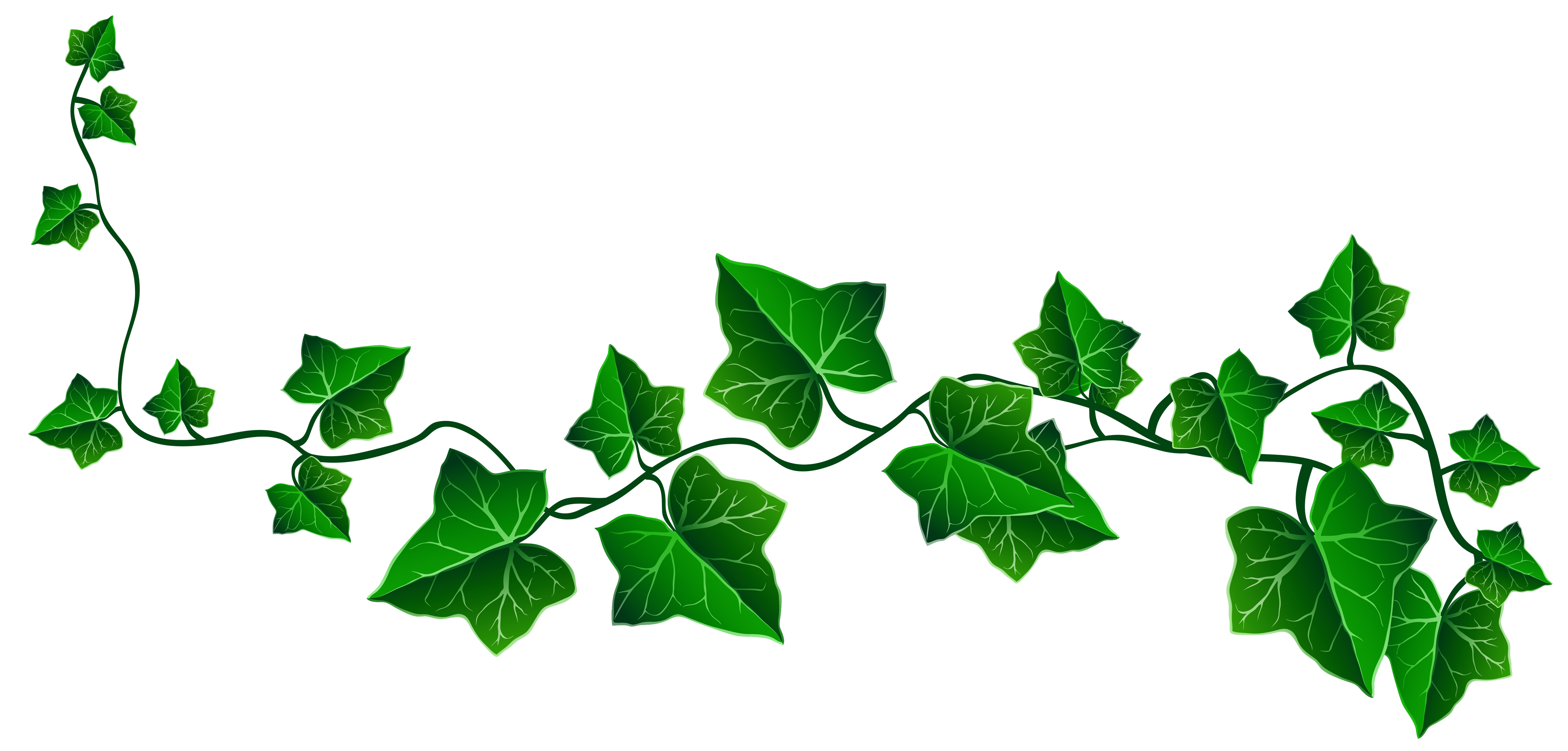 Clipart leaves ivy.