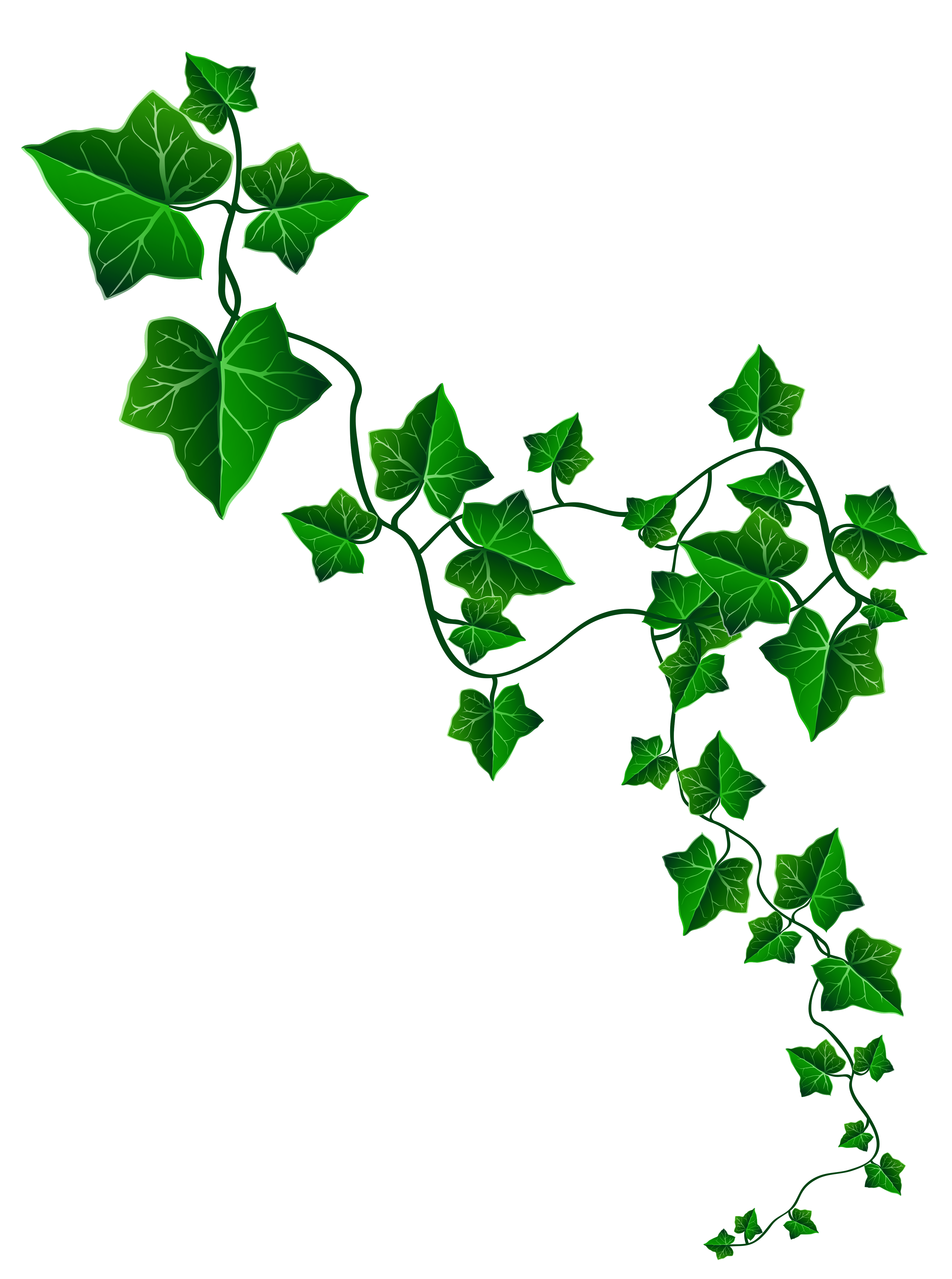 Free ivy leaf.