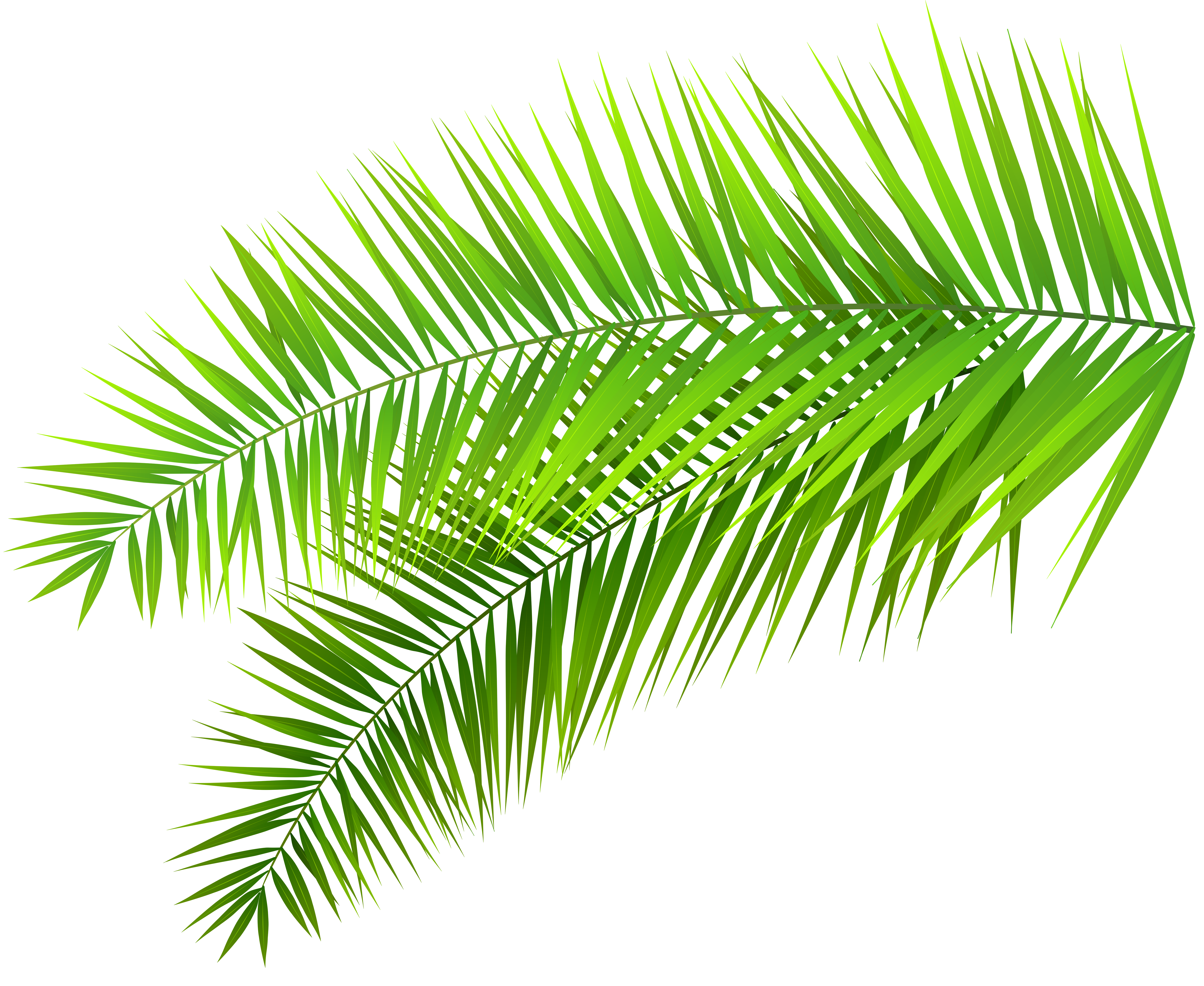 Free Palm Branch Cliparts, Download Free Clip Art, Free Clip