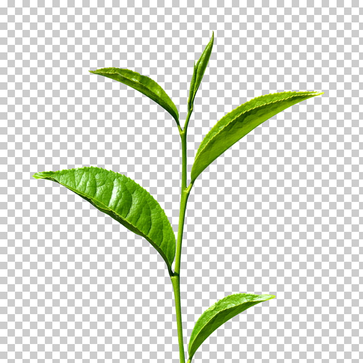Green tea Matcha Leaf Tea production in Sri Lanka, A tea