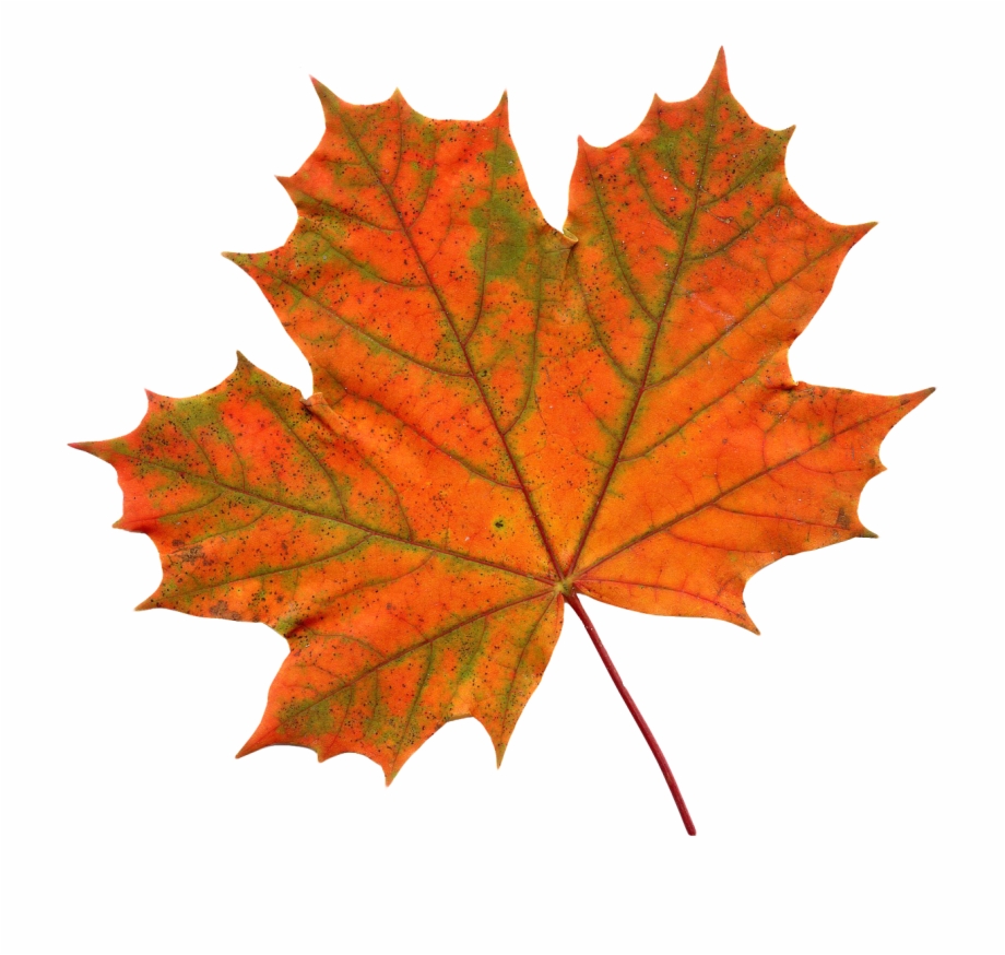 Maple Leaf Png Transparent Image