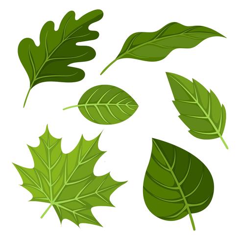 Green leaves clipart.