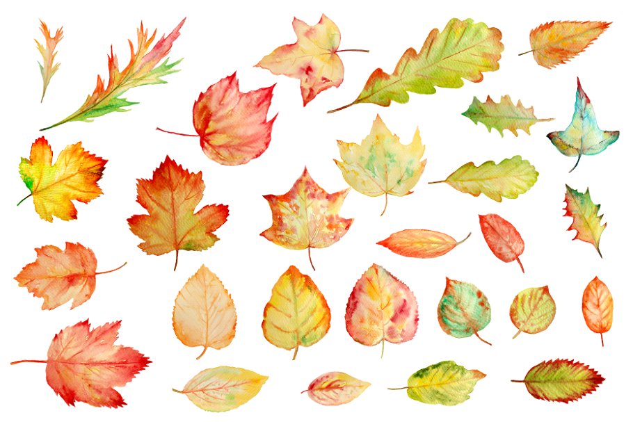Watercolor autumn leaves.