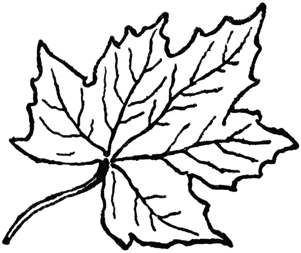 Leaf clip art.