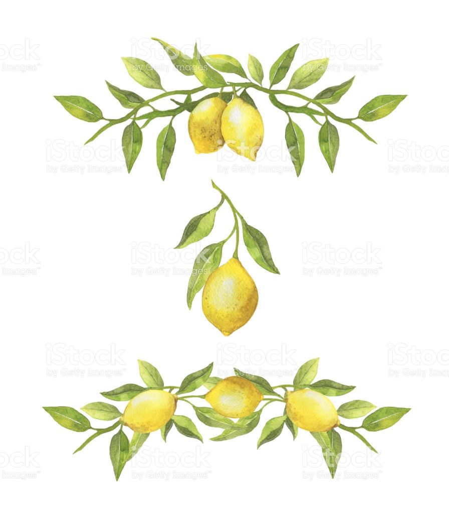 Watercolor lemons and green leaves borders