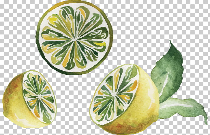Watercolor painting Drawing Lemon, hand