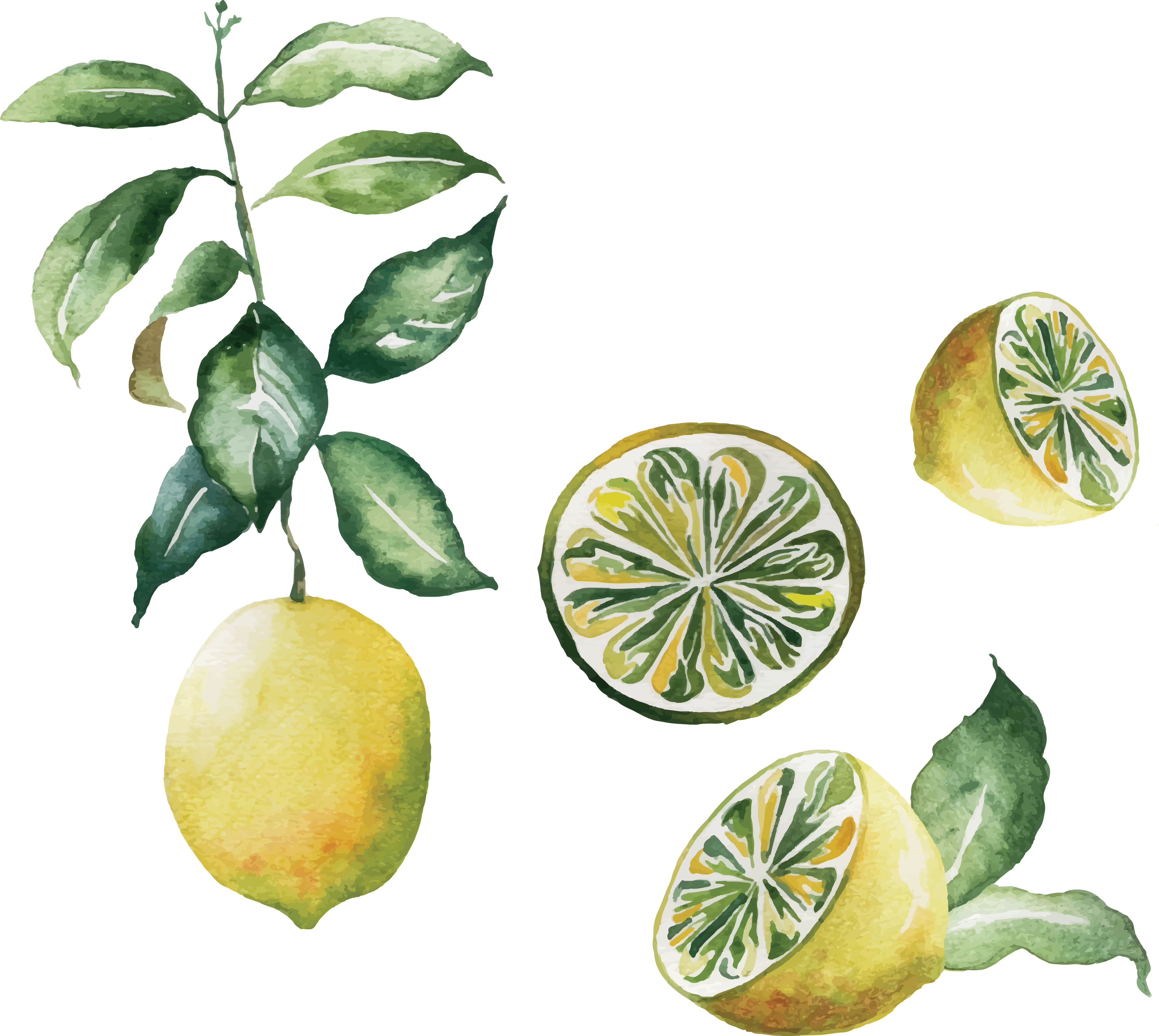 Lemon vector watercolor.