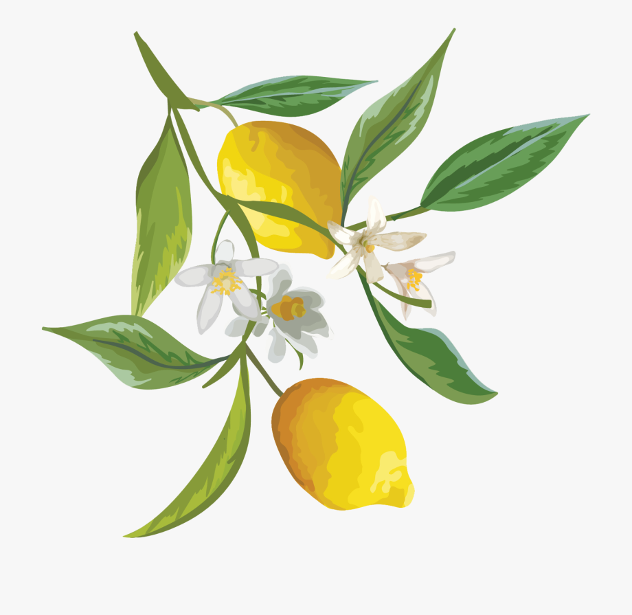 Lemons Clipart Citrus Tree