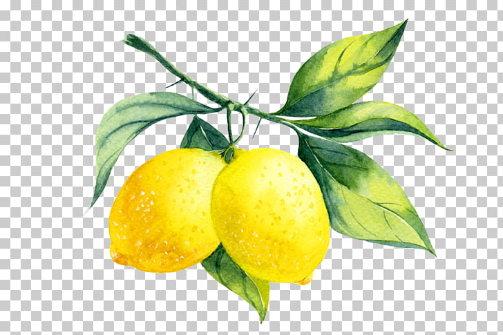 Lemon liqueur Watercolor painting, watercolor branch, yellow