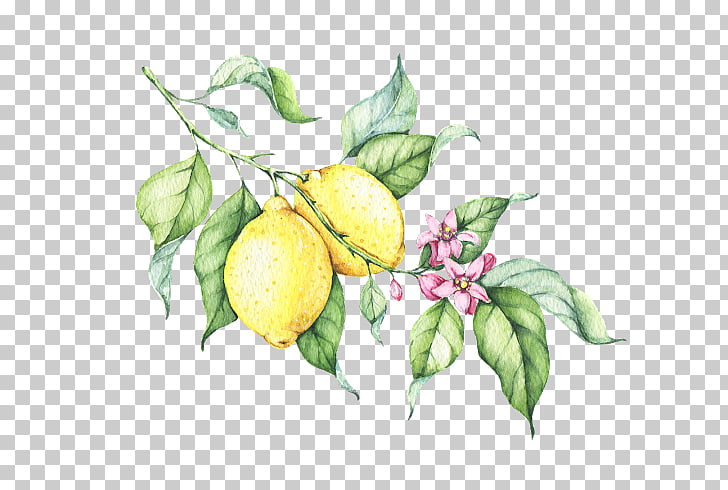 Lemonade Watercolor painting Drawing, lemonade PNG clipart