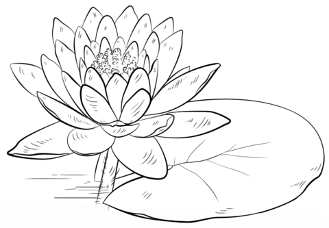 Water lily and.