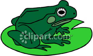 Green Frog On A Lily Pad
