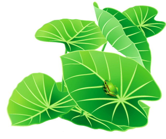 Lily Pad Clipart